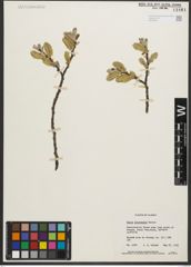 Foto von Salix sitchensis Sanson ex Bong.